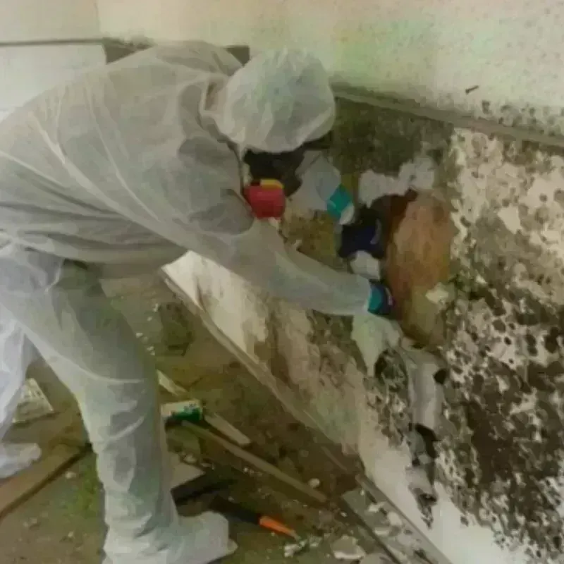 Mold Remediation and Removal in Springville, UT